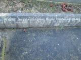image of grave number 372990